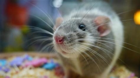 10 Pet Rat Behaviors And What They Mean Petmd
