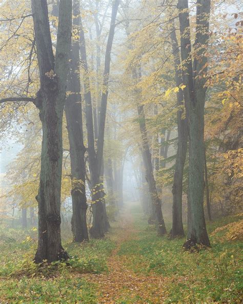 Editing foggy woodland scenes: dark or bright? : photography