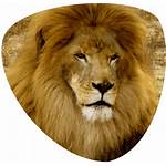 Lion Icon Action Cats Tours Predators Come