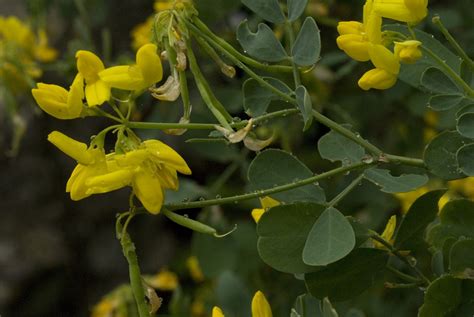 Coronilla Emerus