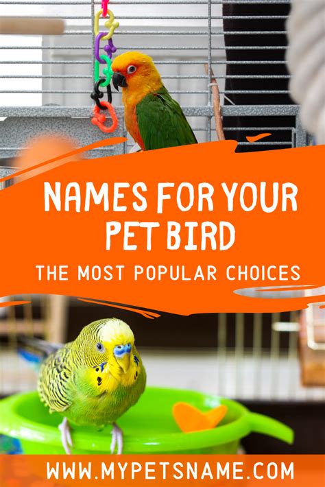 Pet Bird Names Parakeet Names Love Birds Pet Pet Bird