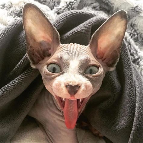 Sphynx Cat Monday Mood Cute Hairless Cat Hairless Cat Sphynx Sphynx Cat