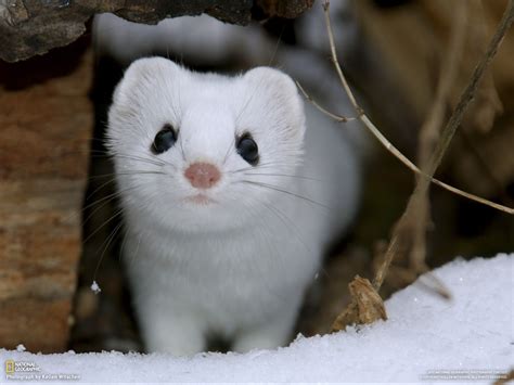 Least Weasel Photo Click