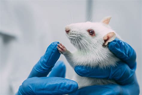5 Simple Ways To Improve Your Laboratory Rats’ Well Being Allentown