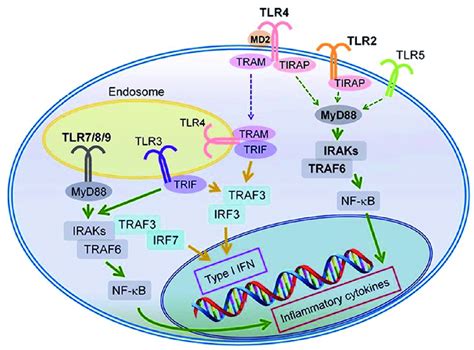 Signaling Pathways Of Tlr Surface And Endosomal Tlrs Bind To Adaptor