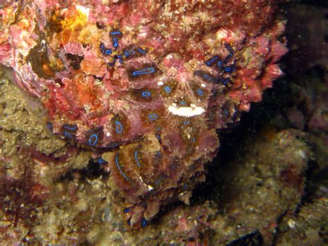 Greater Blue Ringed Octopus Adaptation