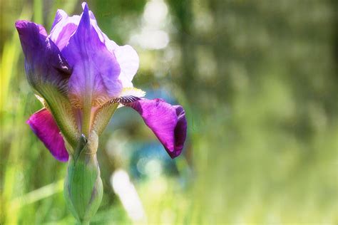 How To Care For Iris Plants After Bloom Hunker Iris Flowers Plants