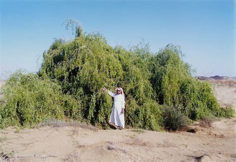 Blog De Poder Tamaño De Un árbol De Semilla De Mostaza