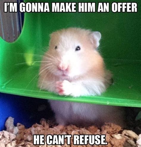 15 Funny Hamster Memes To Get You Through Friday Funny