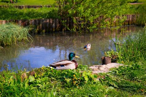Wild Ducks In A Pond Free Stock Photo