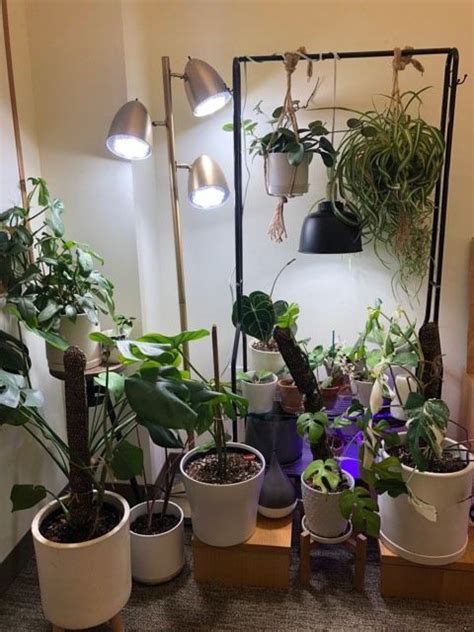 Cacti are relatively easy to grow. SANSI | LED Security Lights, LED Bulbs, Grow Lights ...