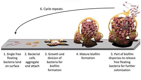 What Are Biofilms And How Do They Form