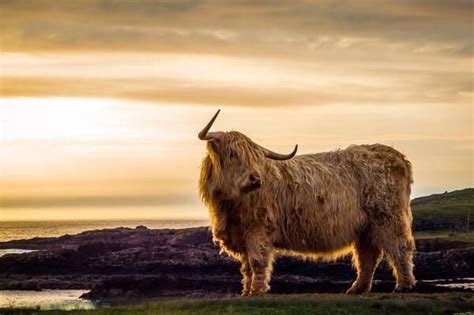Visitscotland On Twitter Scottish Highland Cow Highland Cow Fluffy Cows