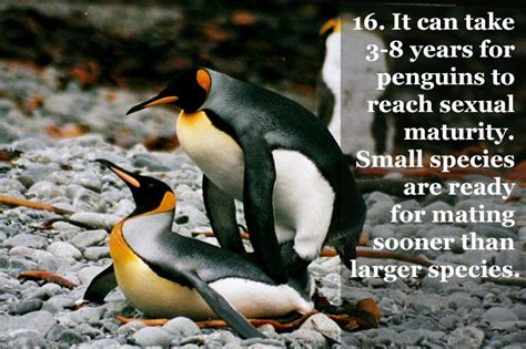 25 Fun Penguin Facts About Everyones Favorite Flightless Birds