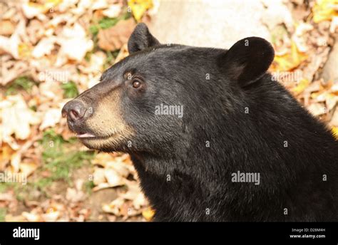 Male Black Bear Ursus Americanus Portrait Stock Photo Alamy