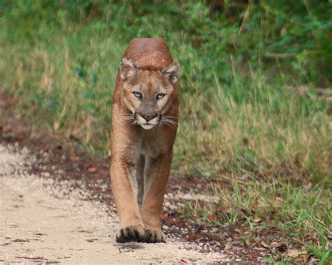 Florida Panther Deaths Still At Record High For 2016