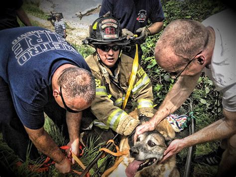 Firefighters Rescued Bandit The Dog From The Hillside Bored Panda