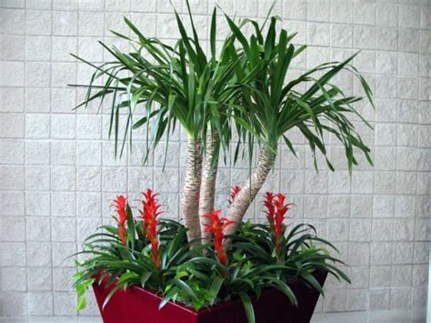 Here you can find the characteristics of chinese fan palm, majesty palm to enhance the beauty of your home, there are different types of indoor palm plants are as follows Indoor palm images - which are the typical types of palm ...
