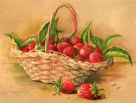 Strawberries with brown wicker basket, milkshake juice strawberry basket, strawberry, natural foods, frutti di bosco png. Antique Images: Botanical Art Digital Strawberry Basket ...