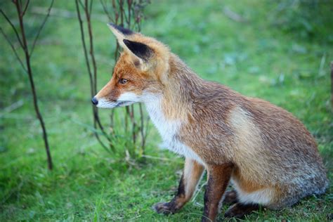 Fotos Gratis Naturaleza Bosque Animal Fauna Silvestre Salvaje