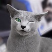 網瘋傳超上鏡「俄羅斯藍貓」 迷幻瞳孔「人類秒被馴服」網：根本是《貓的報恩》男爵！ | TEEPR 亮新聞