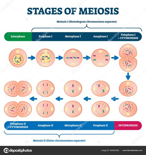 32 Diagram Stages Of Meiosis Patriciablaire