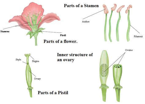 Flower Male And Female Reproductive Parts Cbse Class 12 Biology Male