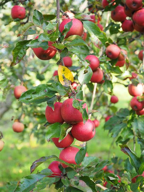 Fruit Trees Home Gardening Apple Cherry Pear Plum Planting Fruit