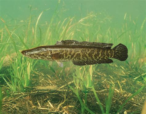 Northern Snakehead Photograph By Usgs And Usfws Science Source Pixels