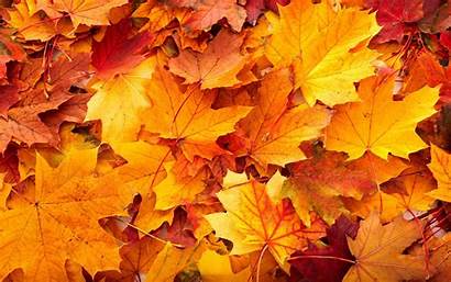 Leaves Fall Wallpapers Backgrounds Desktop Resolution Nature