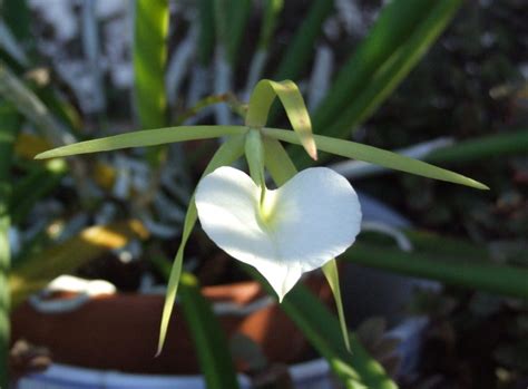 Moon flowers are so called because they bloom in moonlight. Top 10 Flowers that Bloom at Night | Pouted.com