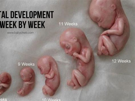 Fetal Development Cat Pregnancy Stages Week By Week Pictures