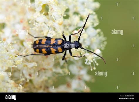 Four Banded Longhorn Beetle Leptura Quadrifiasciata Summer Uk Stock
