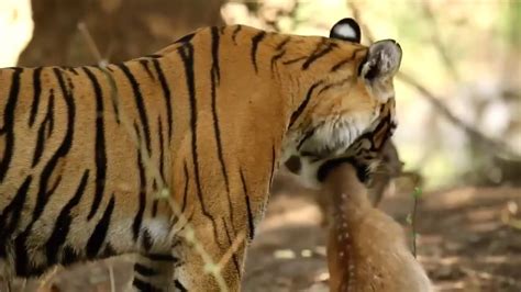 Wild Animals Life Full Hd Documentary Youtube