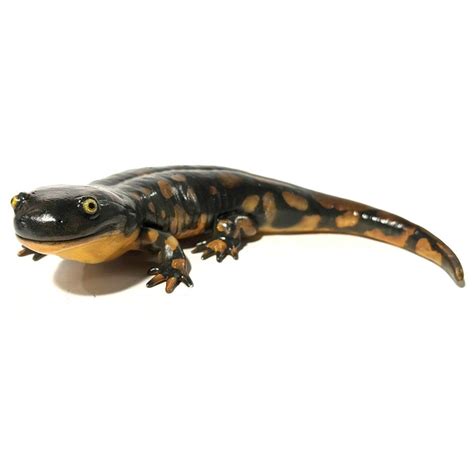 Tiger Salamander Ambystoma Tigrinum Savi Made