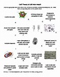 cell theory worksheet answers