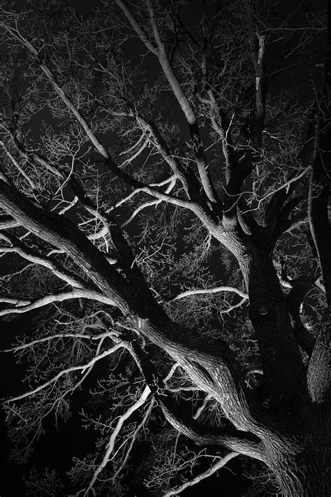 5k Free Download Trees Branches Bw Night Hd Phone Wallpaper Peakpx