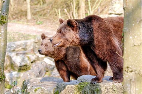 Wildpark Bad Mergentheim Zwei Bären Blicklokal