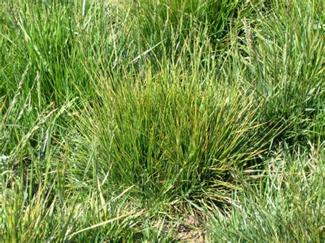 Tall Fescue Pawnee Buttes Seed Inc