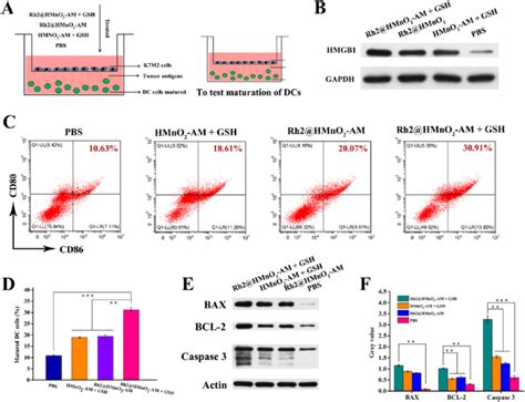 A Scheme Of K7m2 Tumor Cell Co Culture System K7m2 Tumor Cells Were