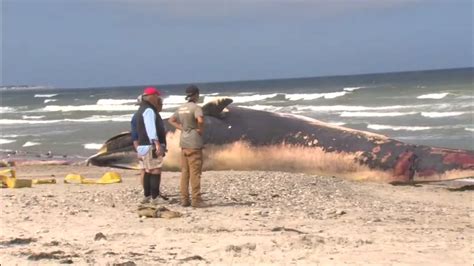 50000 Pound Whale Washes Up On Shore Of Massachusetts Beach Abc13