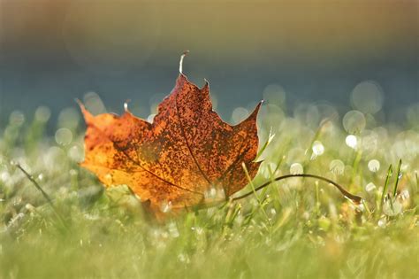 Wallpaper Sunlight Leaves Nature Grass Plants Branch Green