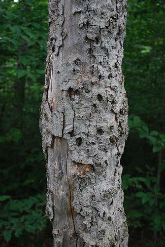 Advanced Beech Bark Disease On A Dead Beech Tree White Mo Flickr