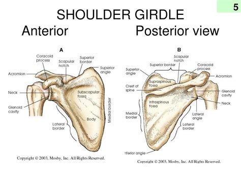 Shoulder Girdle Bone Anatomy