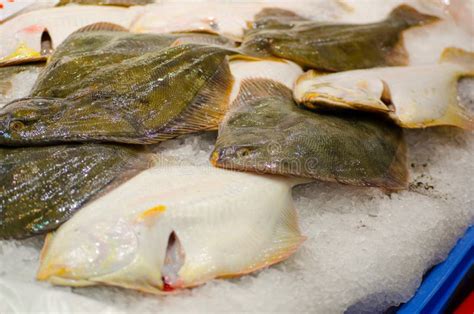 Peixes Amarelos Frescos Do Leporina De Rhombosolea Da Solha Da Barriga