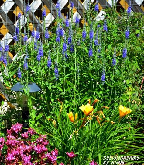 One thing to keep in mind, though…no plants are totally deer proof. Positively Deer Proof Plants - Part II (With images ...