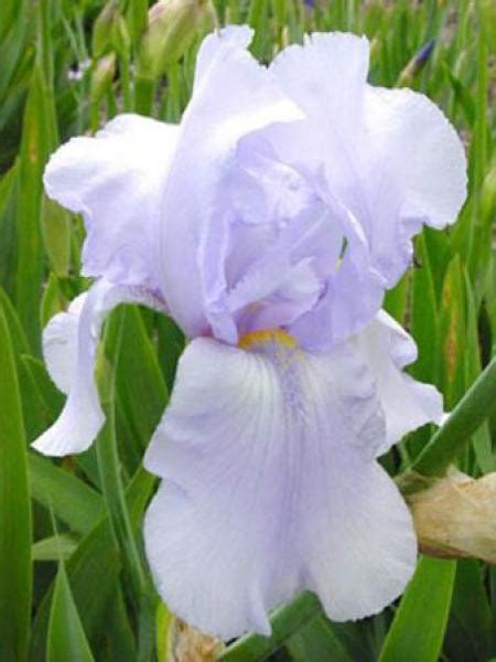 Iris Des Jardins Blue Sapphire Iris Germanica Le Jardin Du Pic Vert