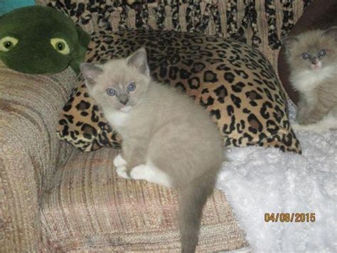 Milwaukee, wi (mil) monroe, mi. Ragdoll/Snowshoe Siamese Kitten for Sale in Suamico ...