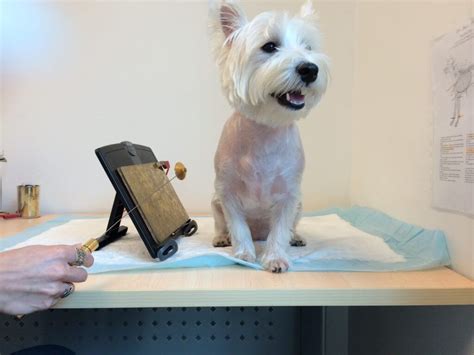 23 Excited How Much Is Dog Allergy Testing Photo 8k Uk