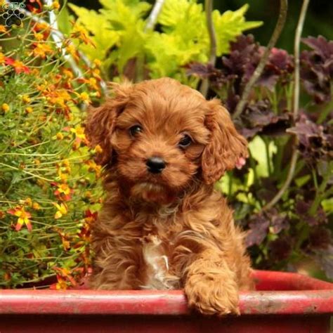They offer puppies for sale in pa, ohio and more. Oreo Cream - Cavapoo Puppy For Sale in Pennsylvania ...